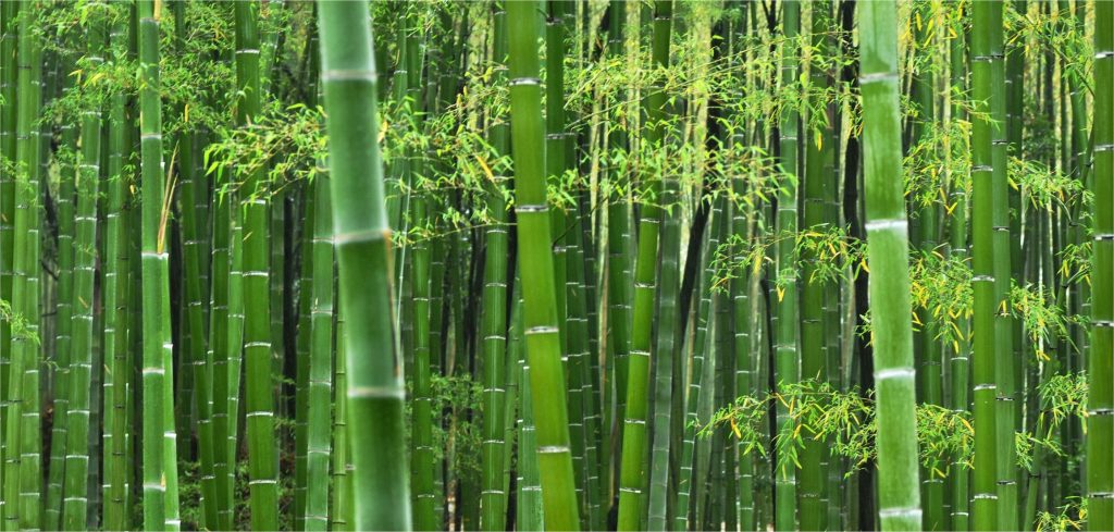 Caule - Colmo oco de bambu