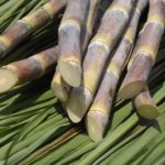 Caule – Colmo preenchido de cana-de-açúcar