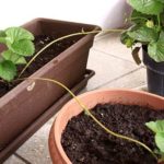 Caule – Estolão em plantas de morango