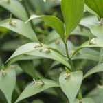 Caule – Filocládio em planta de Ruscus sp.