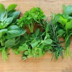 Caule – Haste em plantas herbáceas
