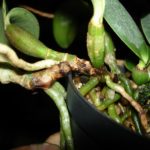 Caule – Pseudobulbo em orquídea