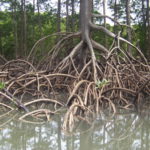 Caule – Rizóforo em mangue