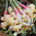 Caule – Rizoma em planta de gengibre