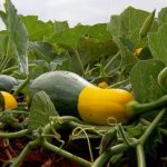 Caule – Sarmento em planta de abóbora