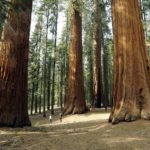Caules- Troncos de Sequoias, as maiores árvores do planeta.
