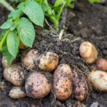 Caule – Tubérculo em planta de batata-inglesa