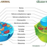 Diferenças entre célula animal e célula vegetal