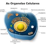 Célula animal – organelas