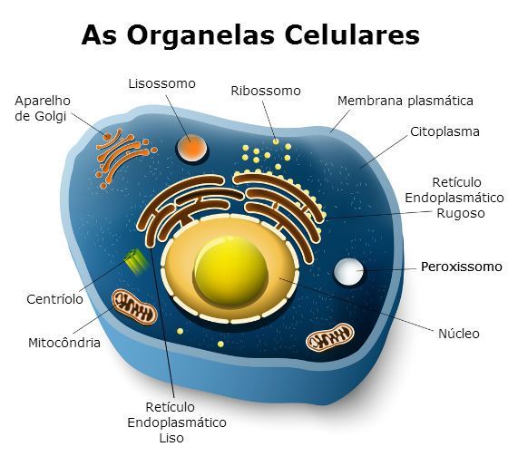 Célula animal - organelas