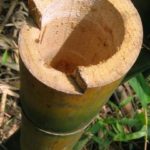 Caule – Colmo oco de bambu