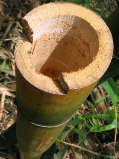 Caule - Colmo oco de bambu
