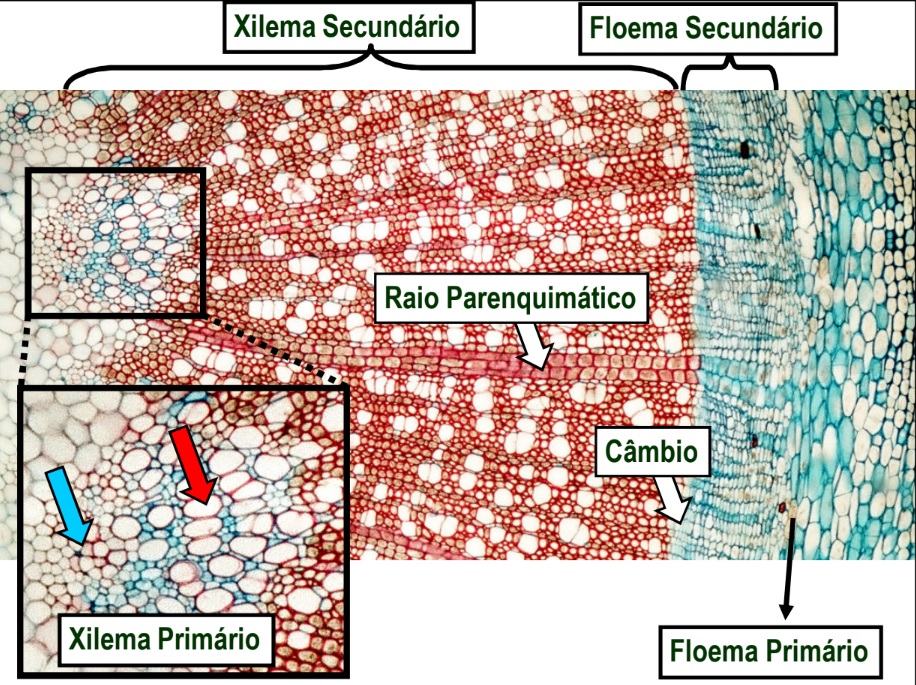 Xilema e Floema - estrutura anatômica