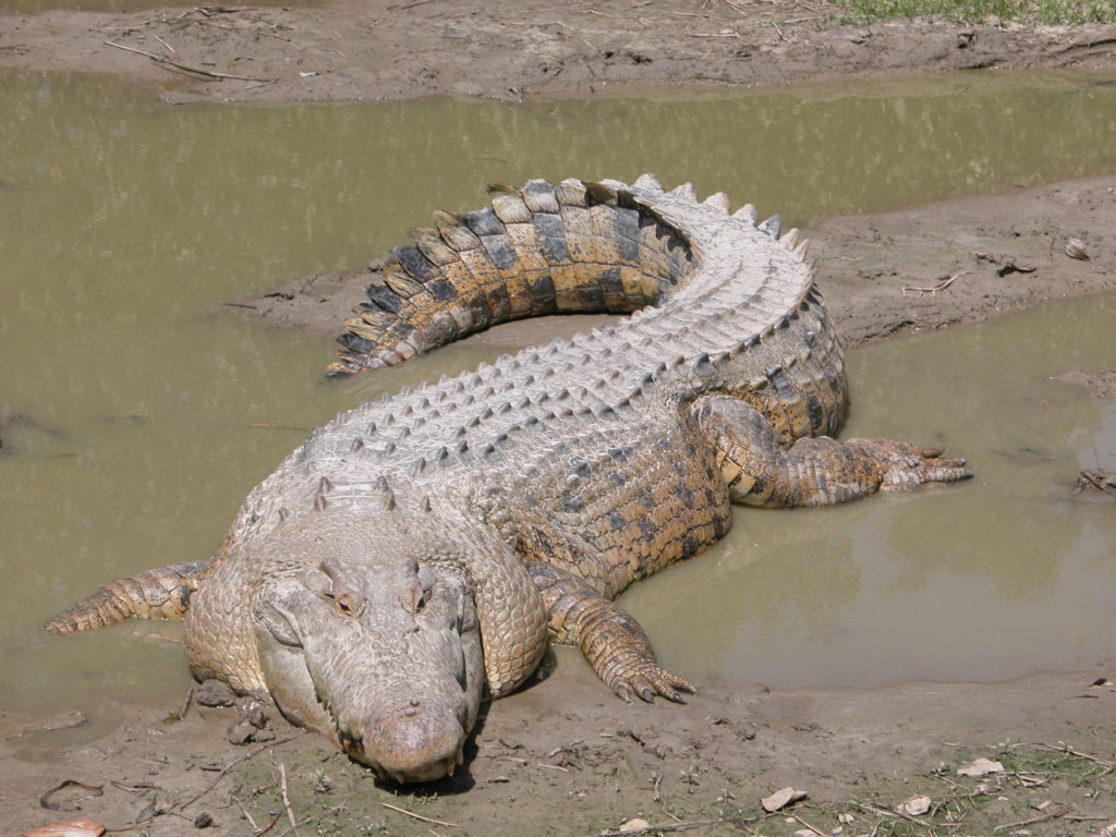Crocodilo-poroso (Crocodylus porosus)