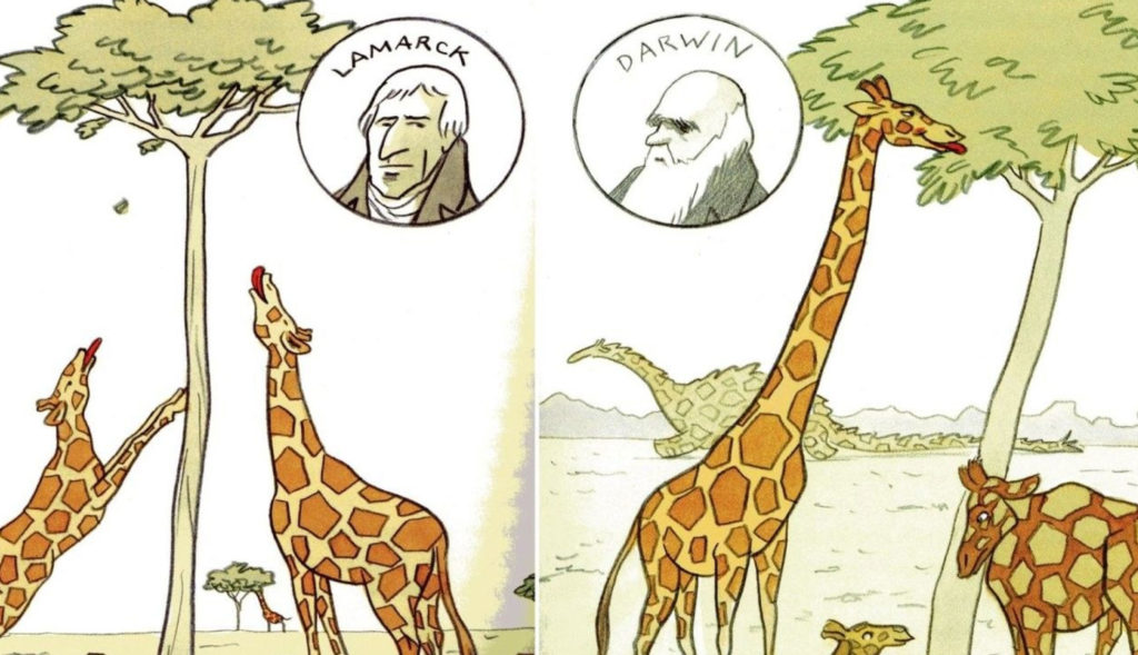 Lamarckismo em comparação com darwinismo
