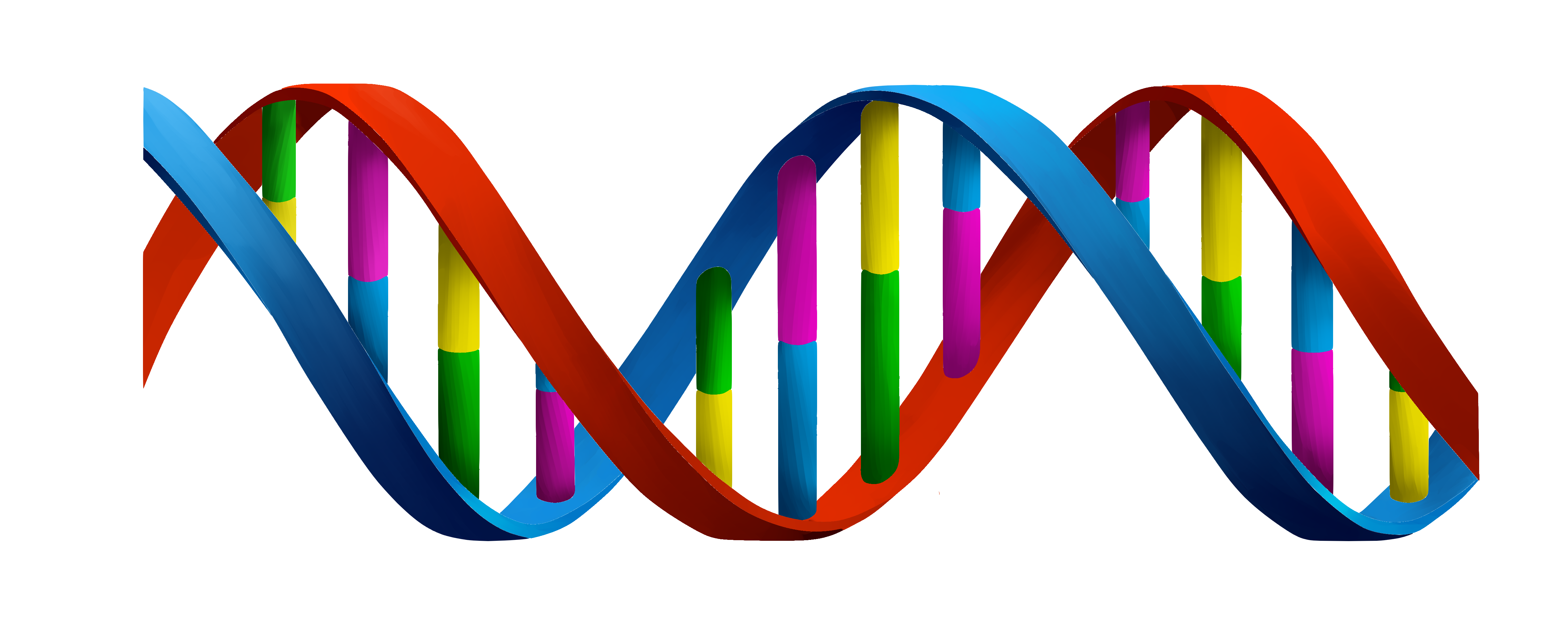 Ácidos Nucleicos O Que São Resumo Estrutura Bases Dna E Rna