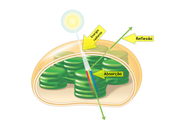 Clorofila - Absorção de energia dentro dos cloroplastos (local onde a clorofila é armazenada).