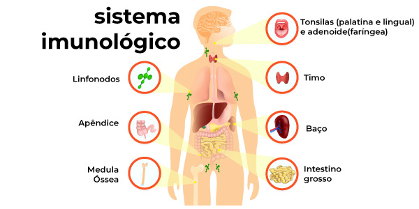 Sistemas do corpo humano: sistema imunológico