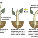 Fototropismo e ação das auxinas