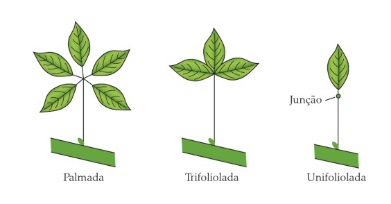 Classificação de folhas - Filotaxia de folhas compostas (Imagem retirada do livro Sistemática Vegetal 3 ed Um Enfoque Filogenético)