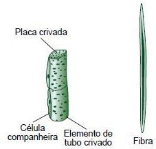 Células de floema