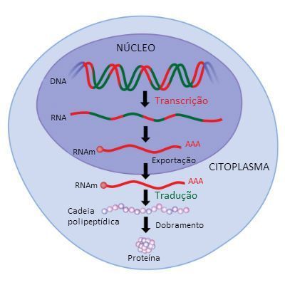 Ácidos nucleicos - transcrição de RNA fita simples