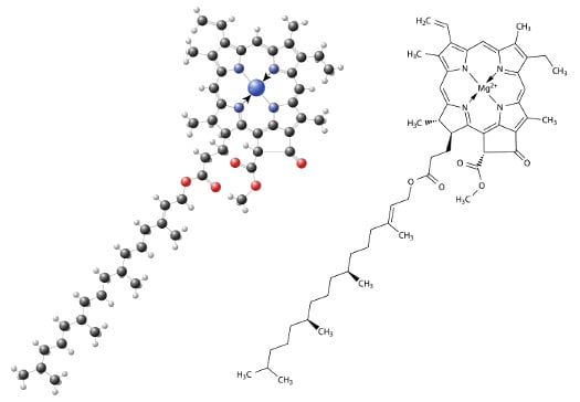 Clorofila - Fórmula química e estrutural