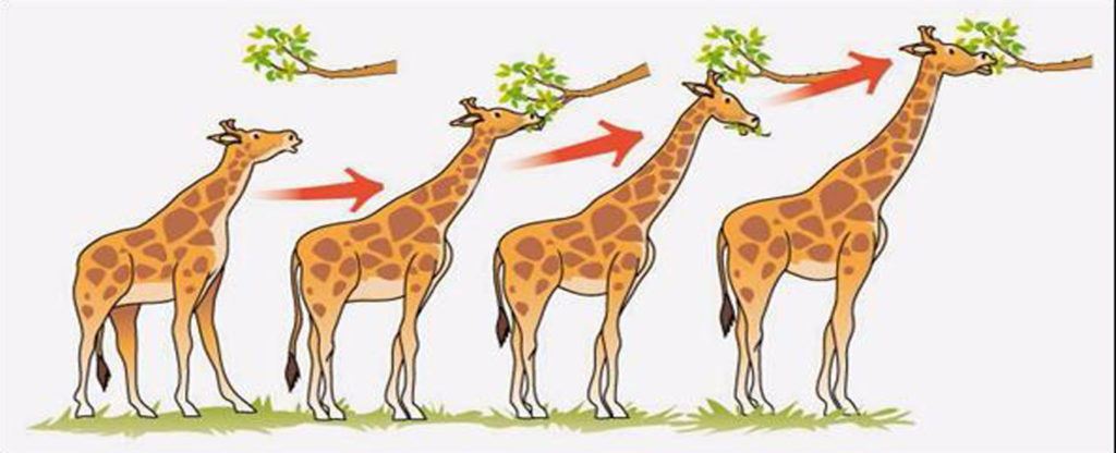 Lamarckismo - Lei do uso e desuso - girafas alongando pescoço segundo a teoria de Lamarck