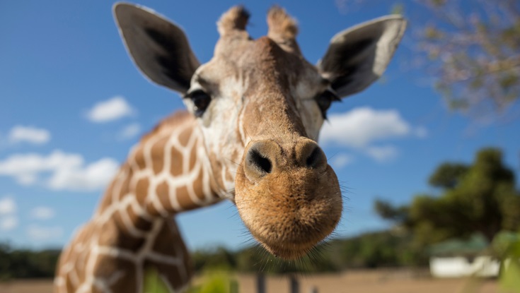 Girafas - Lamarckismo e darwinismo