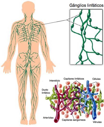 Sistemas do corpo humano: sistema linfático