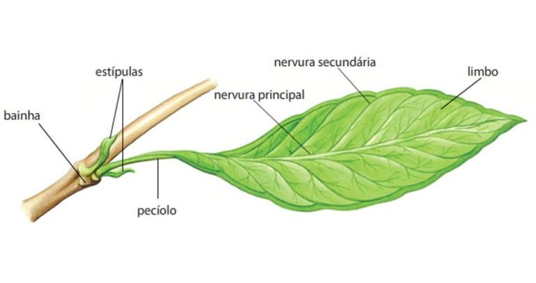 Morfologia Vegetal Aula 16 Folha Anatomia Anatomia Biologia Gambaran