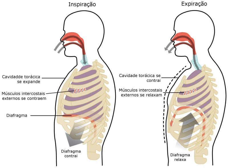 Respiração pulmonar - inspiração e expiração nos humanos