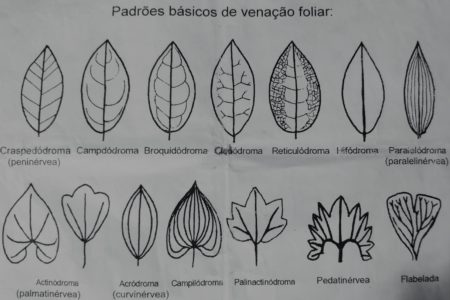 Plano de aula sobre classificação de folhas - Aula prática de Ciências