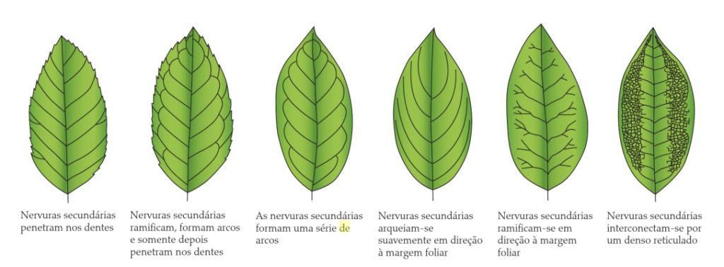 Classificação de folhas - Tipos de venação (Imagem retirada do livro Sistemática Vegetal 3 ed Um Enfoque Filogenético)
