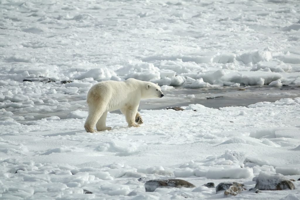Urso-polar (Ursus maritimus)