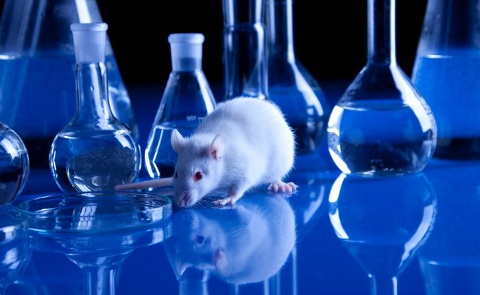 Experimento - Laboratório e rato