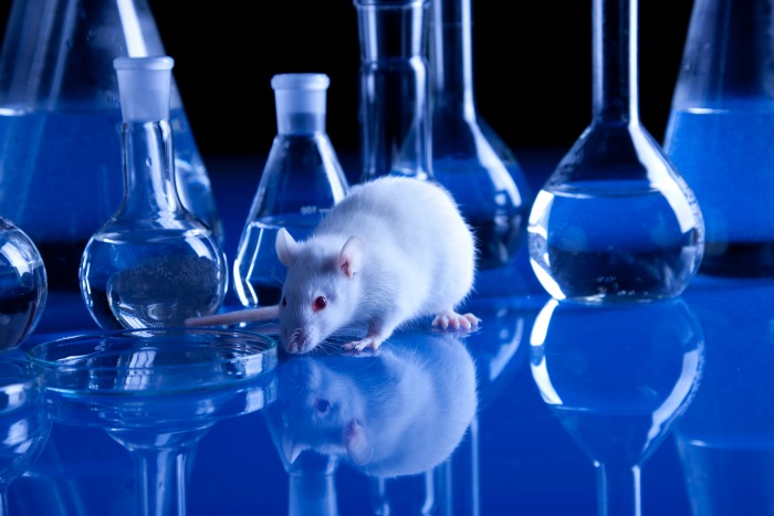 Experimento - Laboratório e rato