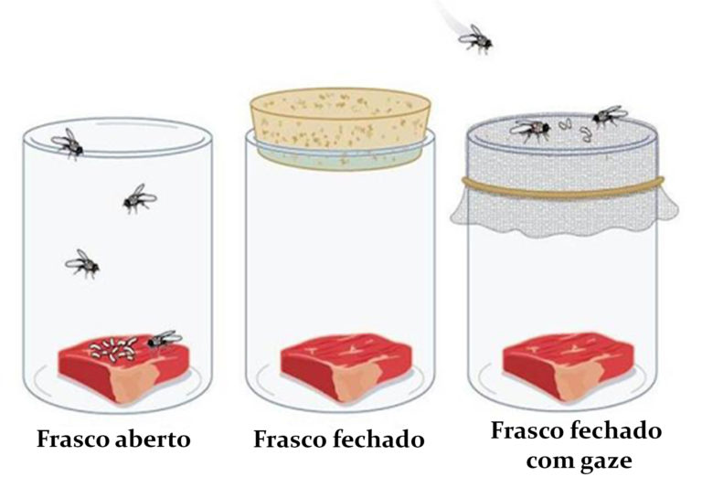 Origem da vida Redi e Pasteur O que é, experimentos