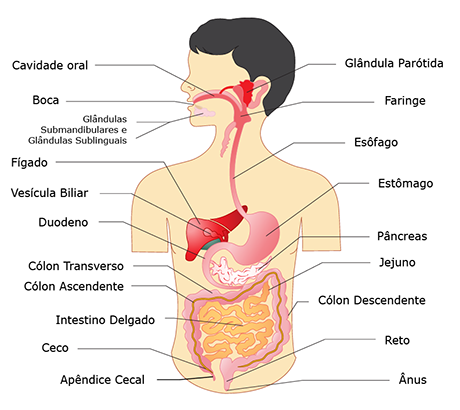 Sistemas do corpo humano: sistema digestório
