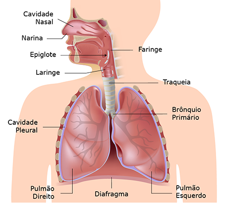 Sistemas do corpo humano: sistema respiratório