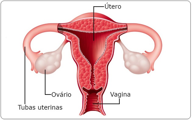 Sistemas do corpo humano: sistema reprodutor feminino