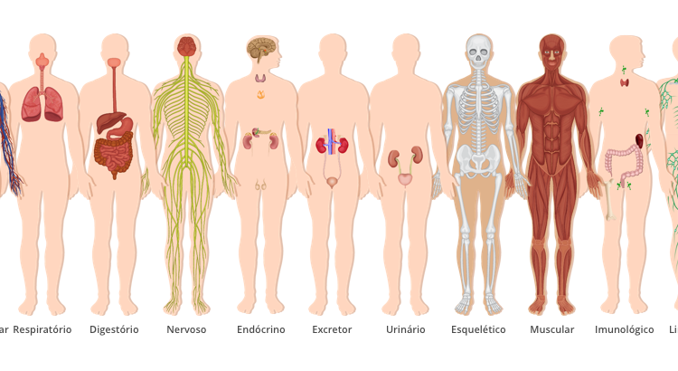 Sistemas do corpo humano