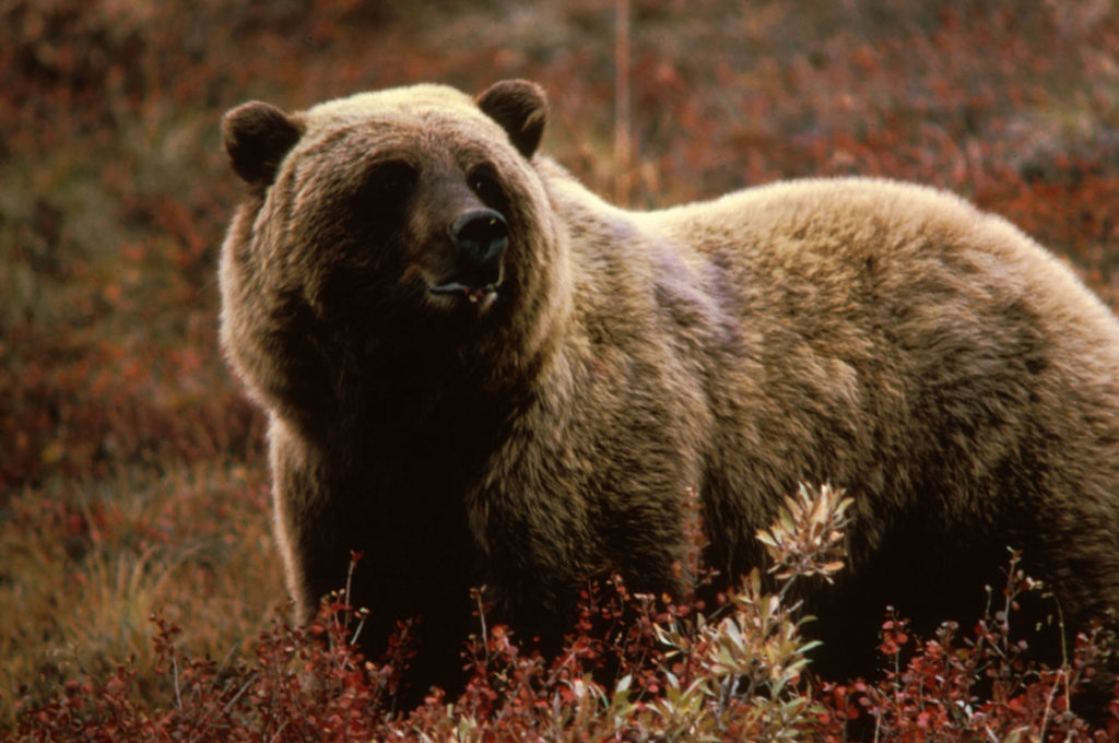 Urso-cinzento (Ursus arctos horribilis)