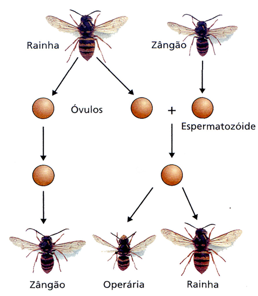 Partenogênse - Reprodução das abelhas.