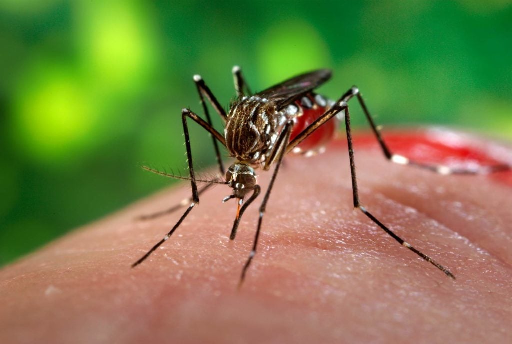Artrópodes - mosquito (Aedes aegypti)