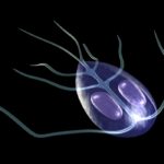 Protozoários – Giardia lamblia