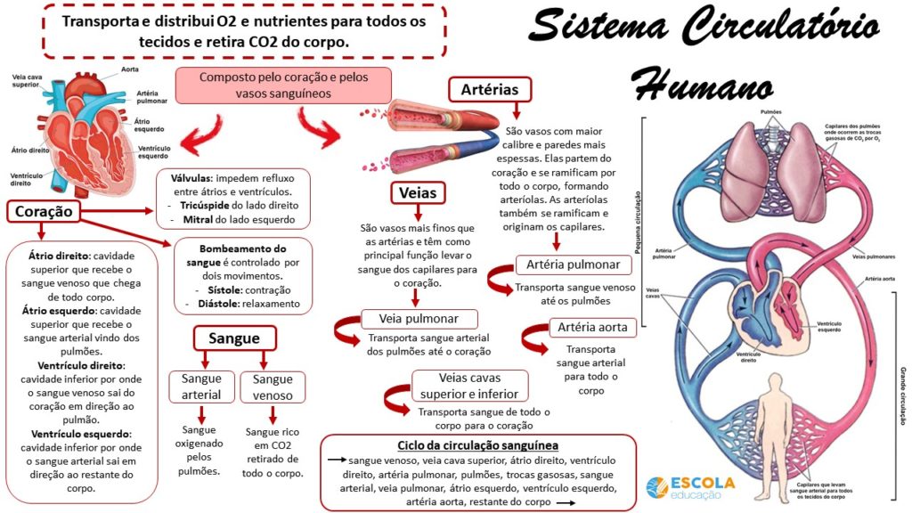 Mapa mental - Sistema Circulatório