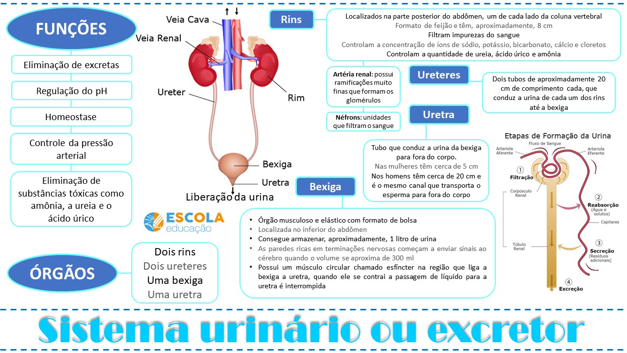 Mapa mental sistema urinário ou excretor - Baixe em PDF grátis!