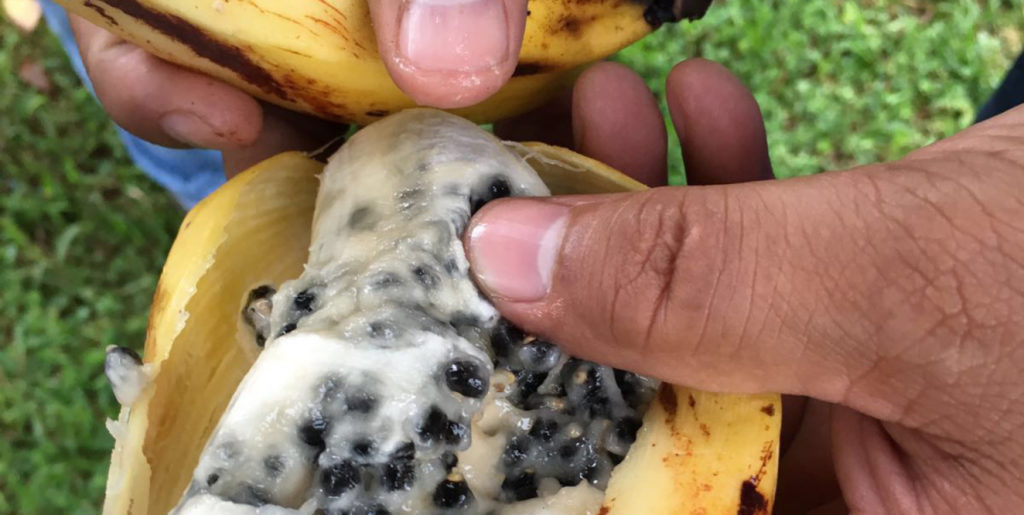 Partenogênese - Musa balbisiana - Banana selvagem com sementes