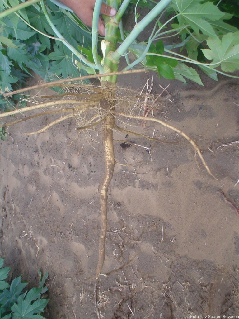 Tipos de raízes - Pivotante